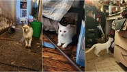Horror: acumulaba gatos, los guardaba en el freezer y los comía en guisos y escabeches