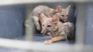 Liberados de un barrio privado, dos zorros volvieron a su hábitat