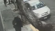 Impactante video: caminaba por la calle y un árbol se le cayó en la cabeza