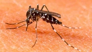 ¿Frío mata mosquito?: 10 mitos y verdades sobre el dengue 