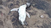 Aparecieron pingüinos muertos en la costa: aseguran que es un fenómeno estacional