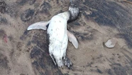  Aparecieron pingüinos muertos en la costa: aseguran que es un fenómeno estacional. Foto: 0223.