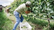 La actividad vitivinícola se encuentra en expansión en la región. Foto: Prensa MGP.