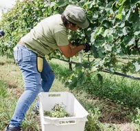 La actividad vitivinícola se encuentra en expansión en la región. Foto: Prensa MGP.