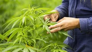 Reprocann: profesionales aseguran que "el cannabis vino a revolucionar la medicina"