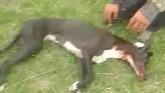 Imágenes sensibles: mataron a balazos a dos perros galgos en un campo de Madariaga