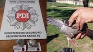 Insólito: quisieron usar una paloma mensajera para entrar droga a la cárcel de Coronda