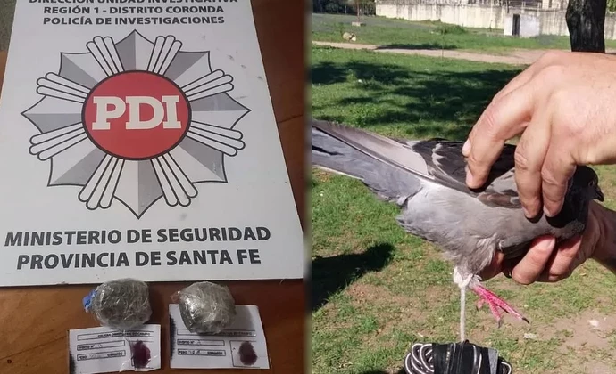 Insólito: quisieron usar una paloma mensajera para entrar droga a la cárcel de Coronda