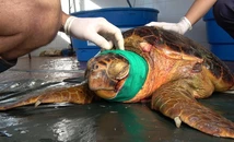 Imágenes sensibles: asisten a una tortuga herida de gravedad por una hélice