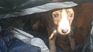 Buscan tránsito para seis cachorros encontrados dentro de una bolsa