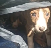 Buscan tránsito para seis cachorros encontrados dentro de una bolsa