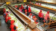 Trabajadores de la fruta obtendrán un sueldo básico de más de $1 millón