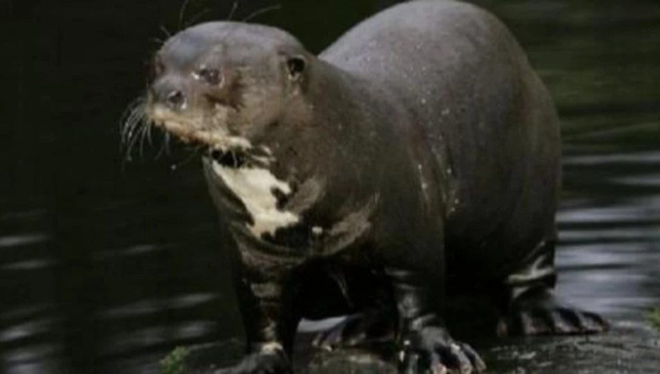 bebé nutria gigante de río