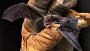 Hallan otro murciélago con rabia en Tandil: es el quinto en tres meses