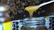 Exportaciones: una miel oriunda de Tandil rumbo a los EE UU