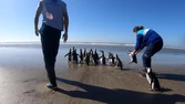 Regresan al mar a 18 pingüinos rehabilitados en los últimos meses