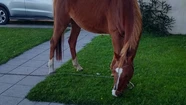Video: un caballo se escapó y comenzó a comer el césped de los vecinos