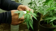 El Gobierno promulgó la ley de Cannabis Medicinal y Cáñamo Industrial.