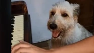 Video viral: Korsy, el perro cordobés que es furor por sus dotes musicales