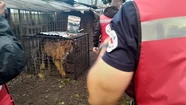 Video: así rescataron a los tigres de bengala de Balcarce