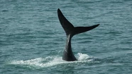 Más temprano de lo habitual: comenzó la temporada de ballenas en Mar del Plata