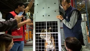 Los tigres de bengala rescatados en Balcarce llegaron a Jordania. Foto: Télam.