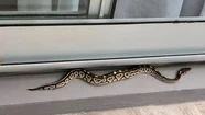 Susto en Palermo: apareció una serpiente en el balcón de un departamento
