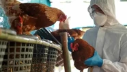 Primer aval del Concejo para otorgar beneficios tributarios a productores afectados por la gripe aviar