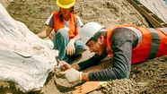 Hallazgo paleontológico: encontraron el esqueleto de un Perezoso Terrestre Gigante en Mar del Plata