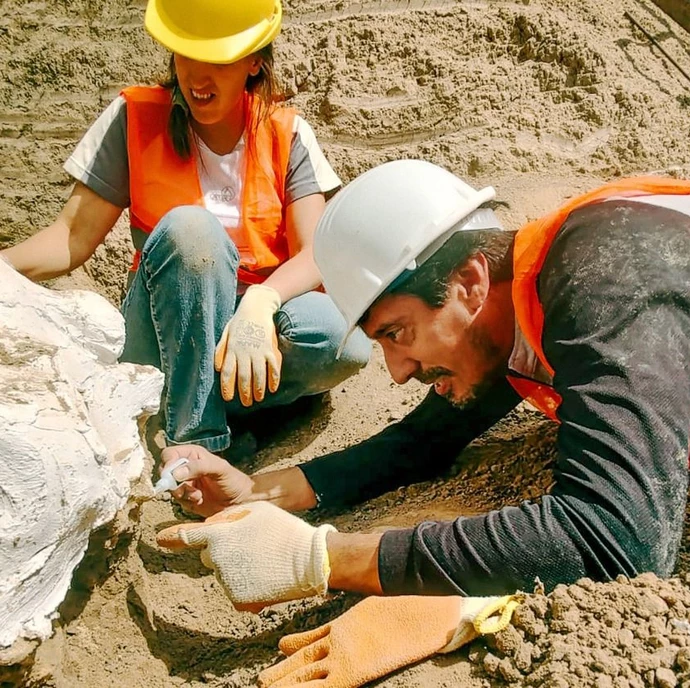 Hallazgo paleontológico: encontraron el esqueleto de un Perezoso Terrestre Gigante en Mar del Plata