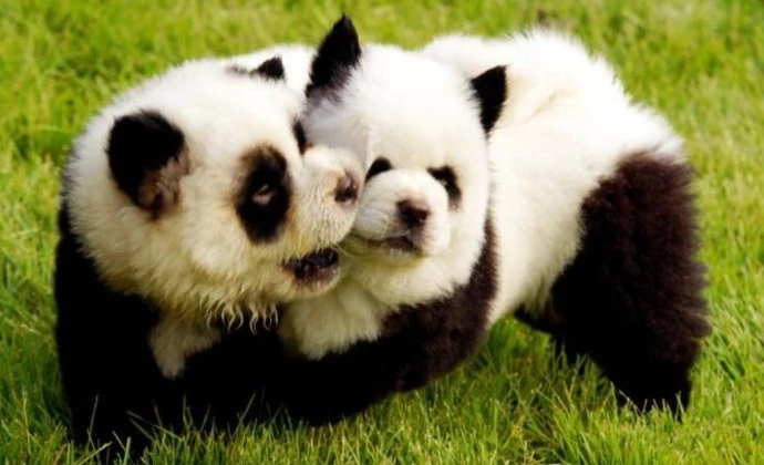 Video: un zoológico pintó perros para que parezcan pandas y engañar a sus visitantes