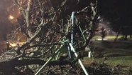 Un pino se cayó y aplastó la hamaca de una plaza del barrio Estrada