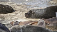 Confirman casos de gripe aviar en lobos marinos de Chubut y Río Negro