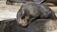 Ya murió el 10% de la población de lobos marinos de Mar del Plata por gripe aviar