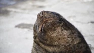 Aparecieron más lobos marinos muertos por gripe aviar en las playas marplatenses