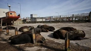 Más de 250 lobos marinos murieron en Mar del Plata por el brote de gripe aviar. Foto: 0223.