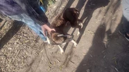 Los perritos rescatados fueron evaluados por veterinarios y serán dados en adopción