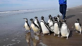 12 pingüinos regresaron al mar tras ser rehabilitados
