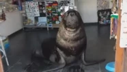 El video viral de un lobo marino "atendiendo" un local de puerto: "No se ponga malo, señor"