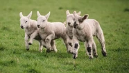 Roban corderos que integran un ensayo científico: alertan que su consumo puede ser peligroso