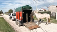 El Municipio intervino por 66 caballos sueltos en la vía pública y se labraron actas a sus dueños