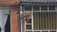 Video: un perro quedó atrapado entre los cables de un poste de luz tras perseguir a un gato
