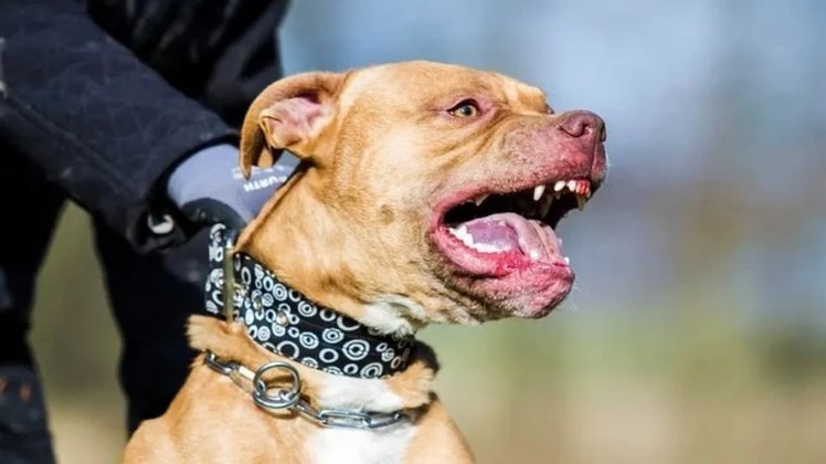 pitbull y su familia