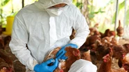 No se detectaron casos de gripe aviar en la última semana 