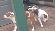 Dos pitbulls atacaron a una beba y a su abuela cuando quiso defenderla: están internadas