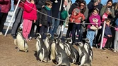 Fotogalería: así liberaron a 13 pingüinos rehabilitados en Mar del Plata
