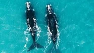 Impresionantes tomas aéreas del paso de dos ballenas por la costa de Mar del Plata