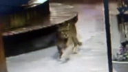 A través de las cámaras de seguridad, las autoridades visualizaron un puma suelto en pleno suelto gesellino.