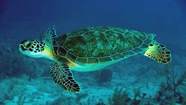 Un pescador apuñaló a decenas de tortugas marinas en riesgo de extinción