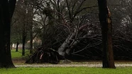 Un árbol caído en la Plaza Mogotes.